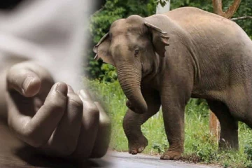 திருகோணமலையில் யானை தாக்கி வயோதிபப் பெண் பலி!