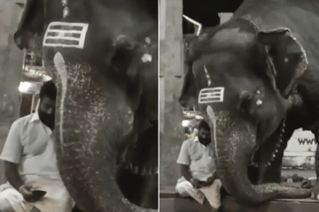 பாகனுடன் போட்டி போட்டுக் கொண்டு கியூட்டாக செல்போன் பார்க்கும் யானை!