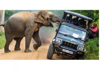 யானையை கண்டு அச்சம் : சஃபாரி வாகனம் புரண்டதில் ஒருவர் மரணம்