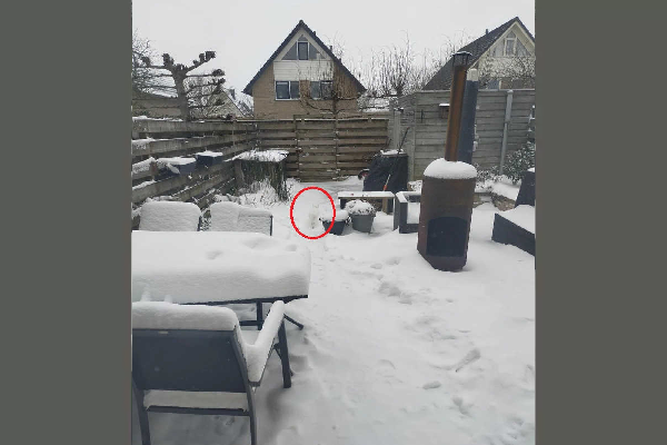 ஐந்தே வினாடிகளில் பனியில் மறைந்திருக்கும் பூனையை கண்டுபிடிக்க முடியுமா? | Find Hidden Cat In 5 Seconds Eye Test Picture ஐந்தே வினாடிகளில் பனியில் மறைந்திருக்கும் பூனையை கண்டுபிடிக்க முடியுமா? | Find Hidden Cat In 5 Seconds Eye Test Picture