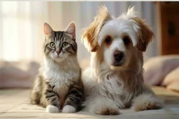 ஆடு,மாடு,கோழிக்கு பதிலாக நாய்,பூனைகளை வளர்க்க கால்நடை மருத்துவர்கள் மக்களுக்கு அழுத்தம்