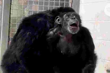 28 ஆண்டுகள் பிறகு முதல்முறையாக வானத்தை பார்த்த சிம்பன்சி : துள்ளி குதித்து மகிழ்ந்த வீடியோ!