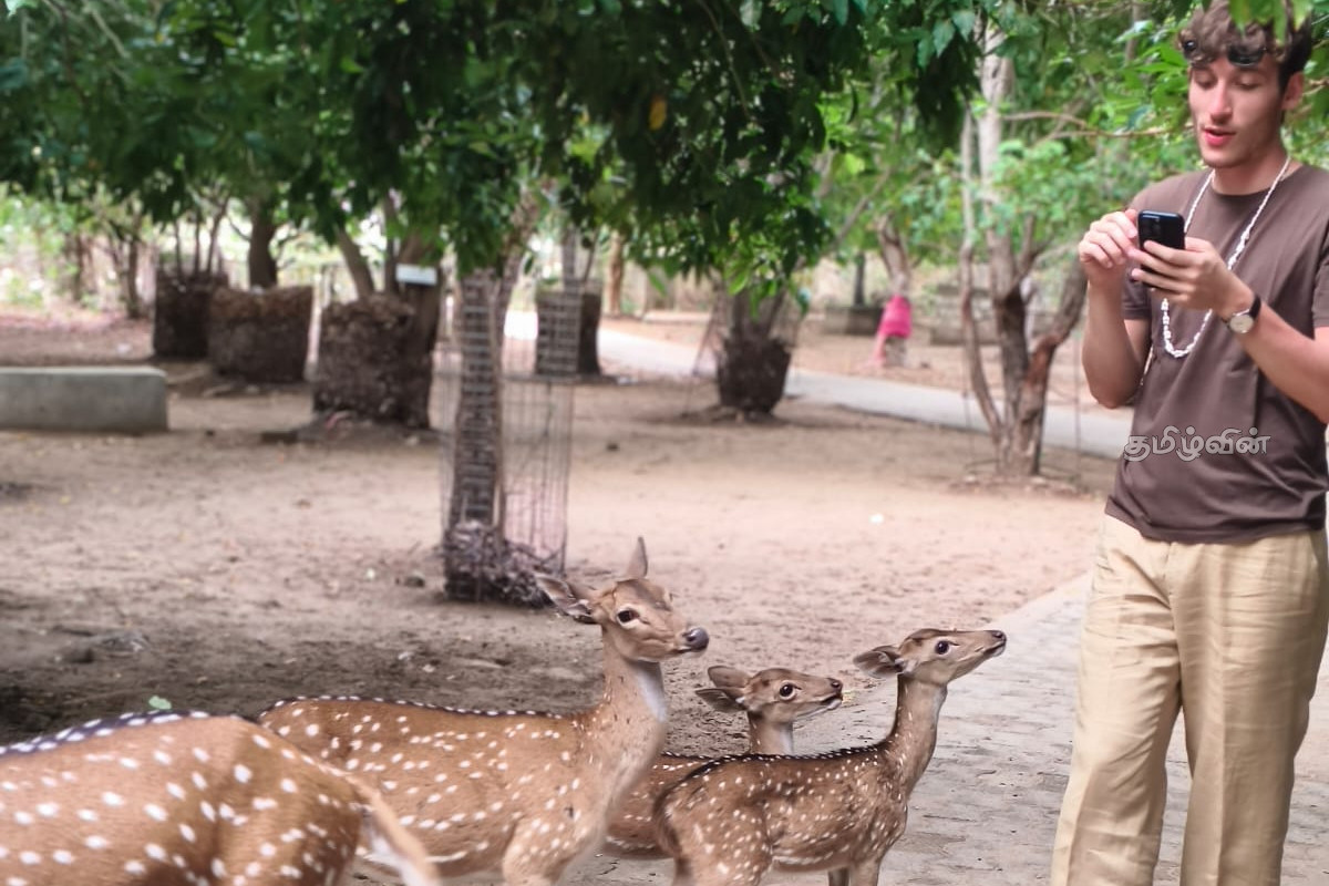 திருகோணமலை மான் பூங்காவில் குவியும் வெளிநாட்டு சுற்றுலாப் பயணிகள் | Foreign Tourists Flock To The Trinco Deer Park திருகோணமலை மான் பூங்காவில் குவியும் வெளிநாட்டு சுற்றுலாப் பயணிகள் | Foreign Tourists Flock To The Trinco Deer Park