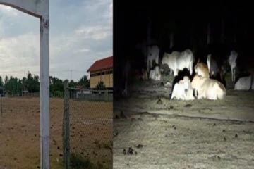 யாழில் கட்டாக்காலி மாடுகளின் வசிப்பிடமாக மாறிய மைதானம்