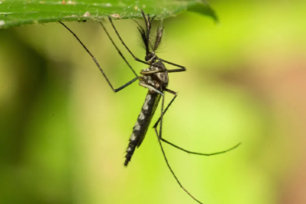 கொசுவே இல்லை என்ற பெருமையை இழந்த நாடு | Iceland Records Its First Ever Mosquitoes