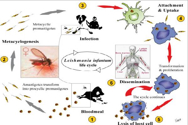 leishmaniasis-symptoms: லீஷ்மேனியாசிஸ் என்றால் என்ன? இந்த அறிகுறிகள் இருந்தா ஜாக்கிரதை! | Kalaazar Visceral Leishmaniasis Symptoms In Tamil