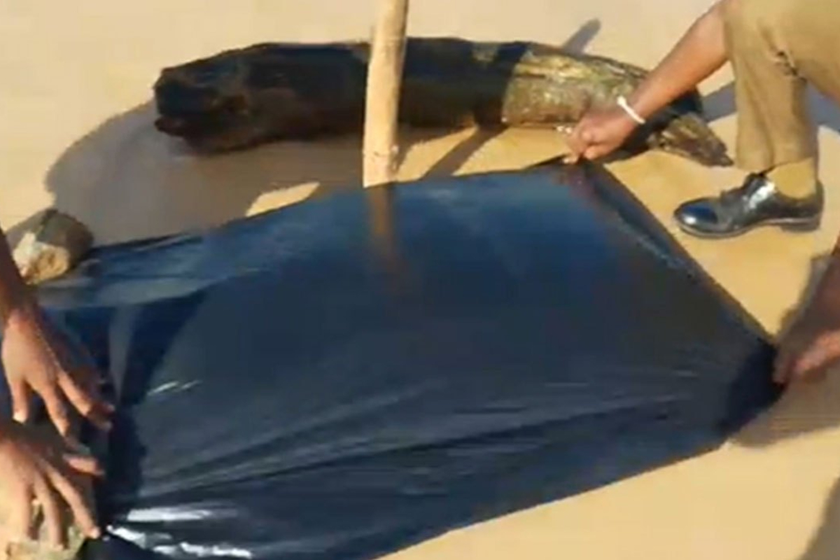 கடற்கரையில் மீட்கப்பட்ட துண்டிக்கப்பட்ட மனிதத் தலை | Severed Human Head Washes Ashore In Moragalla கடற்கரையில் மீட்கப்பட்ட துண்டிக்கப்பட்ட மனிதத் தலை | Severed Human Head Washes Ashore In Moragalla