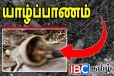 யாழ் மண்டைதீவில் பல துப்பாக்கி ரவைகள் மீட்பு