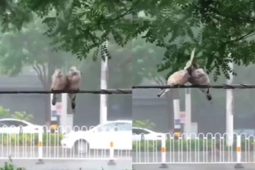 கொட்டும் மழையில் இரண்டு புறாக்களின் பாச போராட்டம்... வியப்பூட்டும் காட்சி