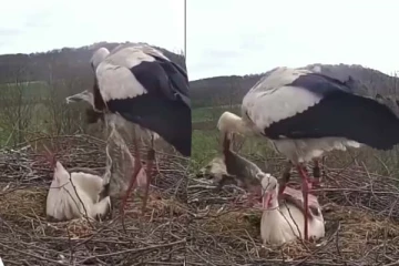 குளிரில் நடுங்கிய பெண் பறவை... ஆண் பறவை கொண்டு வந்த பெட்ஷுட்டைப் பாருங்க