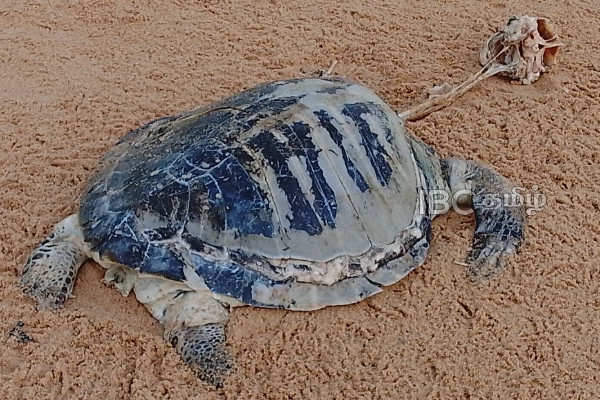 இறந்த நிலையில் கரை ஒதுங்கிய கடல் ஆமைகள் | Giant Turtle Found Washed Up On Beach Area இறந்த நிலையில் கரை ஒதுங்கிய கடல் ஆமைகள் | Giant Turtle Found Washed Up On Beach Area