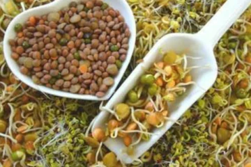 தினமும் முளைக்கட்டிய பயிரை சாப்பிடுவதால் இவ்வளவு நன்மைகளா? பலரும் அறியாத தகவல்கள் இதோ!