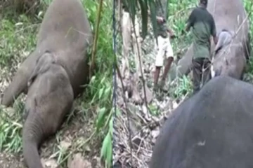 இந்தியாவில் இடி, மின்னல் தாக்கி 18 யானைகள் உயிரிழப்பு!