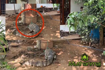 குடியிருப்புப் பகுதிக்குள் புகுந்த முதலை