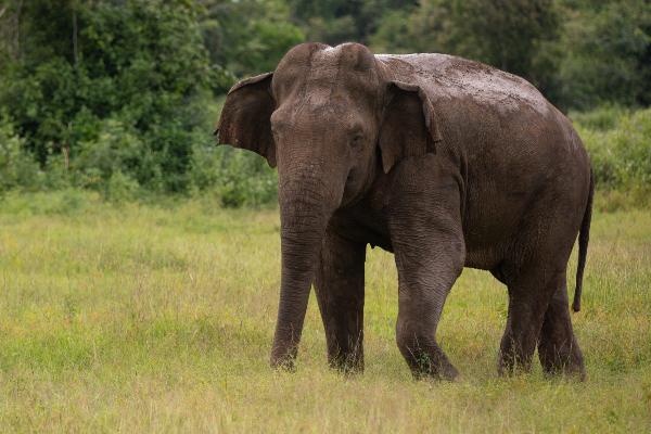 சொந்த வயலிலேயே உயிரை துறந்த மூன்று பிள்ளைகளின் தந்தை ; காவலுக்கு சென்றவருக்கு காத்திருந்த ஷாக் | Father Of Three Dies In His Own Paddy Field சொந்த வயலிலேயே உயிரை துறந்த மூன்று பிள்ளைகளின் தந்தை ; காவலுக்கு சென்றவருக்கு காத்திருந்த ஷாக் | Father Of Three Dies In His Own Paddy Field