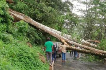 வீதியின் குறுக்கே சரிந்து வீழ்ந்த மரத்தால் போக்குவத்து பாதிப்பு