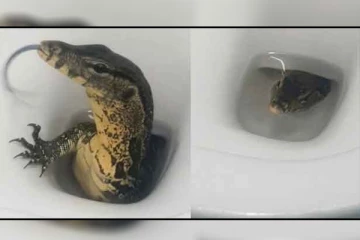 கழிவறைக்கு சென்றிருந்த  சுற்றுலாப் பயணிக்கு காத்திருந்த பேரதிர்ச்சி!