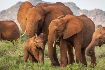 யானைகளுக்கு மட்டும் அதீத நினைவாற்றல் உள்ளது எப்படி? நம்பமுடியாத உண்மை