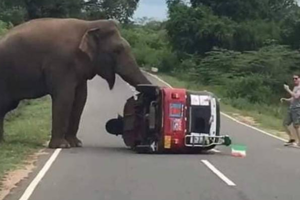 பயணிகள் சென்ற முச்சக்கரவண்டியை பிரட்டிபோட்ட யானை! வைரலாகும் காட்சி | Elephant Flipped Three Wheeler That The Passengers