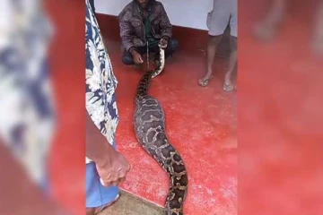 இலங்கையில் நாய் மற்றும் குட்டிகளையும் விழுங்கிய மலைப்பாம்பு!