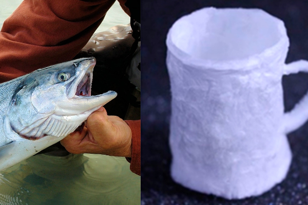 மீனின்  DNAவைக் கொண்டு  காஃபி கப் தயாரித்த விஞ்ஞானிகள்! | Scientists Make Coffee Cups With Fish S Dna