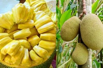 பலாப்பழத்தால் இவ்வளவு பக்கவிளைவுகள் ஏற்படுமா?