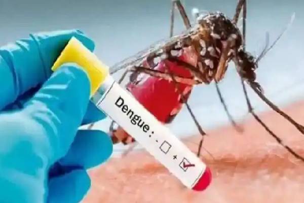 வவுனியாவில் அதிகரித்துள்ள டெங்கு நோயாளர்கள்: 100 இடங்களில் டெங்கு நுளம்புகள் பெருகும் அபாயநிலை | 100 Places In Vavuniya Are At Risk Of Dengue Fever