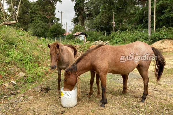 நுவரெலியாவில் கண்காணிப்பின்றி திரியும் மட்டக்குதிரை! உரிமையாளர்களுக்கு எச்சரிக்கை | Wild Horse Roams Unsupervised In Nuwara Eliya நுவரெலியாவில் கண்காணிப்பின்றி திரியும் மட்டக்குதிரை! உரிமையாளர்களுக்கு எச்சரிக்கை | Wild Horse Roams Unsupervised In Nuwara Eliya