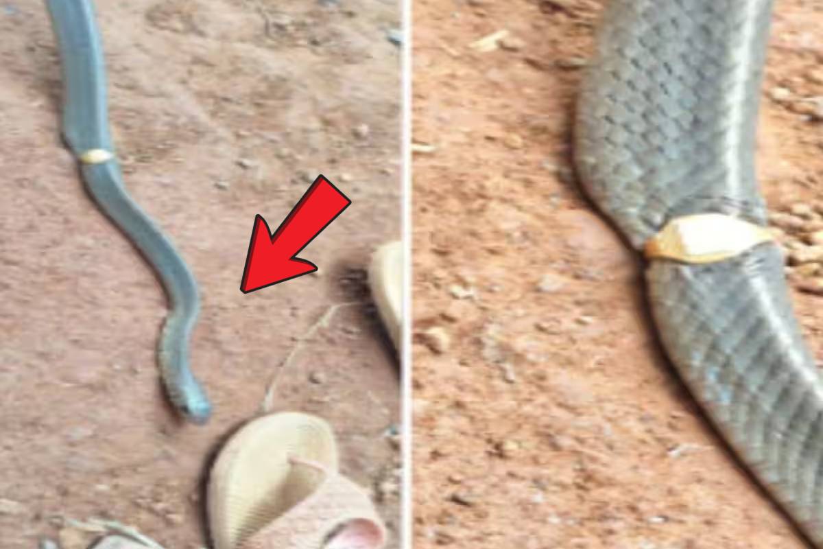 பாம்பின் உடலில் சிக்கிய தங்க மோதிரம் - தூங்கிட்டு வாங்கடா அந்த தங்கத்த! | Snake Stuck In Gold Ring