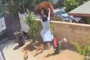 வீட்டிற்குள்  ஏறிக் குதிக்க முயன்ற  கரடியை கையால் அலேக்காக தூக்கி வீசிய பெண்! தீயாய் பரவும் காட்சி