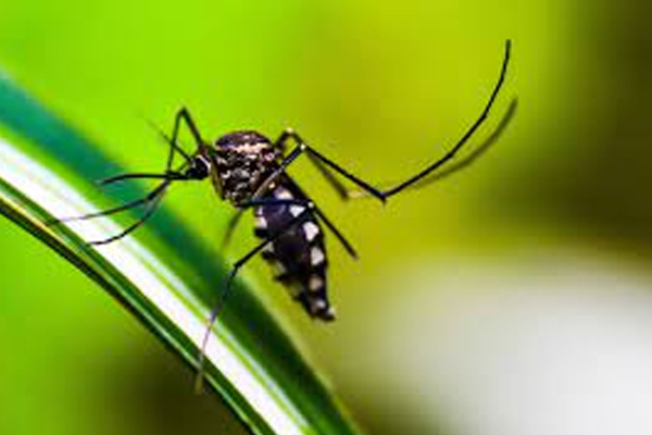 டெங்கு நோயாளர்களின் எண்ணிக்கை அதிகரிப்பு | Increase In Number Of Dengue Patients