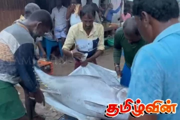 பாம்பன் கடற்தொழிலாளர் வலையில் சிக்கிய 115 கிலோகிராம் எடை கொண்ட மீன்
