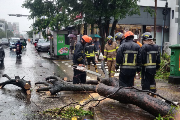 கொழும்பில் சுழற்றி அடித்த காற்று ; வேரோடு சாய்ந்த பாரிய மரம் | Cyclone Ditwah Uproots A Huge Tree In Colombo கொழும்பில் சுழற்றி அடித்த காற்று ; வேரோடு சாய்ந்த பாரிய மரம் | Cyclone Ditwah Uproots A Huge Tree In Colombo