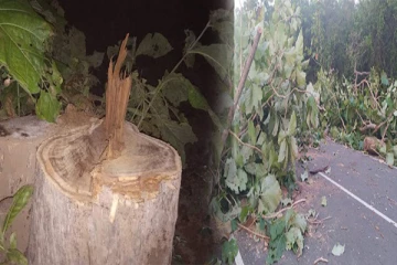 மன்னாரில் மர்ம நபர்களால் வெட்டி சென்ற தேக்கு மரங்கள்