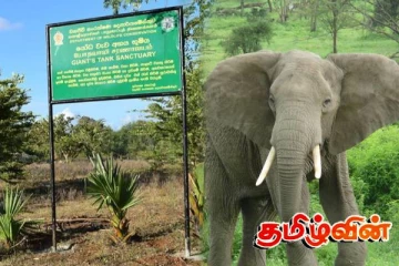 வாய்வெடி தாக்குதலால் யானை பலி: தீவிர விசாரணையில் வனஜீவராசிகள் திணைக்களம்!