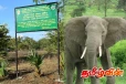 வாய்வெடி தாக்குதலால் யானை பலி: தீவிர விசாரணையில் வனஜீவராசிகள் திணைக்களம்!