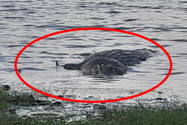 மட்டக்களப்பு மக்களை அச்சுறுத்திய முதலை உயிரிழப்பு | Crocodile Threatened People Of Batticaloa Has Died