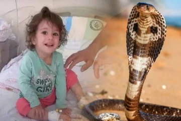 தன்னை தீண்டிய நாகத்தை கடித்து துப்பிய 2 வயது  சிறுமி!  அதிர்ச்சியில் உறைந்த குடும்பம்