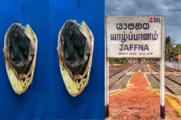 யாழில் காட்டுப் பகுதிக்குள் தீவிர தேடுதலில் காத்திருந்த அதிர்ச்சி