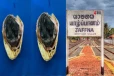 யாழில் காட்டுப் பகுதிக்குள் தீவிர தேடுதலில் காத்திருந்த அதிர்ச்சி