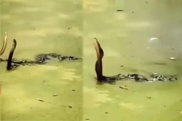 தண்ணீரில் பாம்புகளின் அசத்தலான காதல் நடனம்: அரிய காட்சி இதோ