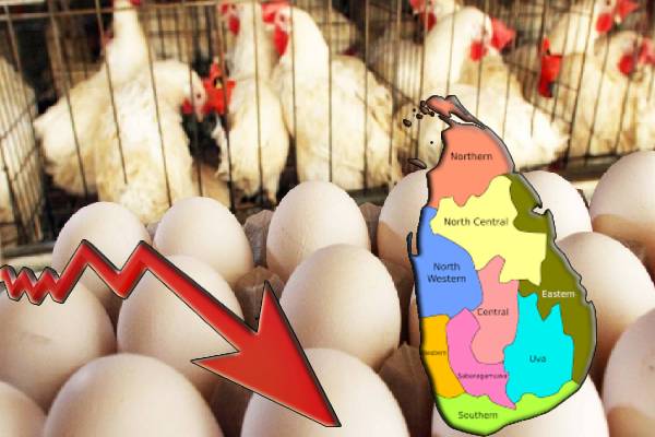 மக்களுக்கு மகிழ்ச்சித் தகவல் : கோழி இறைச்சியின் விலை சடுதியாக குறைவு - ஐபிசி தமிழ்