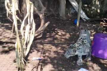 கொரோனாவினால் மற்றும் ஒரு உயிரினம் பலி!