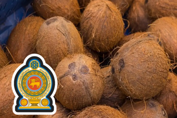 நீங்கப்போகும் தேங்காய் தட்டுப்பாடு: இன்று தொடங்கும் வேலைத்திட்டம் | Government Plant 7812 Acres Of Coconuts நீங்கப்போகும் தேங்காய் தட்டுப்பாடு: இன்று தொடங்கும் வேலைத்திட்டம் | Government Plant 7812 Acres Of Coconuts