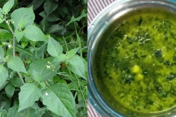 வெறும் 4 மணத்தக்காளி கீரை இலையை வாய்க்குள் போட்டு மென்றால் நடக்கும் அற்புதங்கள்