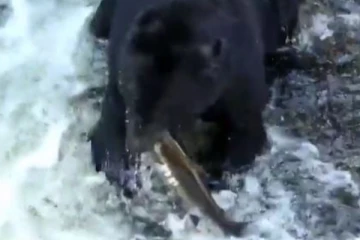 மீன்களை துடிதுடிக்க ஸ்மார்டாக வேட்டையாடிய கரடி... என்ன ஒரு சூப்பர் ஐடியா?