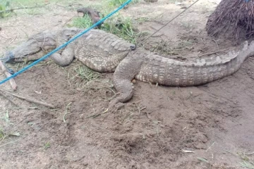 உணவு தேடி பொலிஸ் நிலையத்திற்குள் புகுந்த முதலை (Photos)