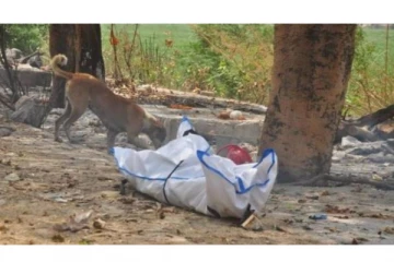 கொரோனாவால் இறந்தவரின் உடலை கடித்து குதறி... முகத்தை சிதைத்த நாய்! கண்ணீர் விடும் உறவினர்கள்