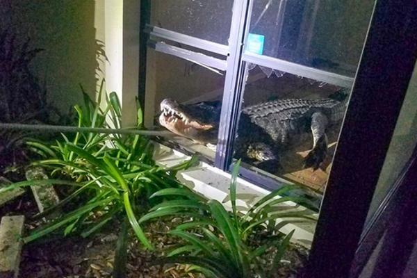 அமெரிக்காவில் குடியிருப்பு பகுதிக்குள் புகுந்த 11 அடி முதலை! | An 11 Foot Crocodile Residential The United States