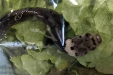 கடையிலிருந்து லெட்டூஸ் வாங்கிவந்த சிறுவனை திகிலடைய வைத்த காட்சி